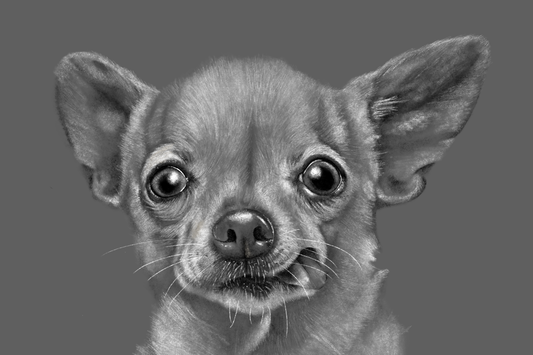 Silly Chihuahua - Print