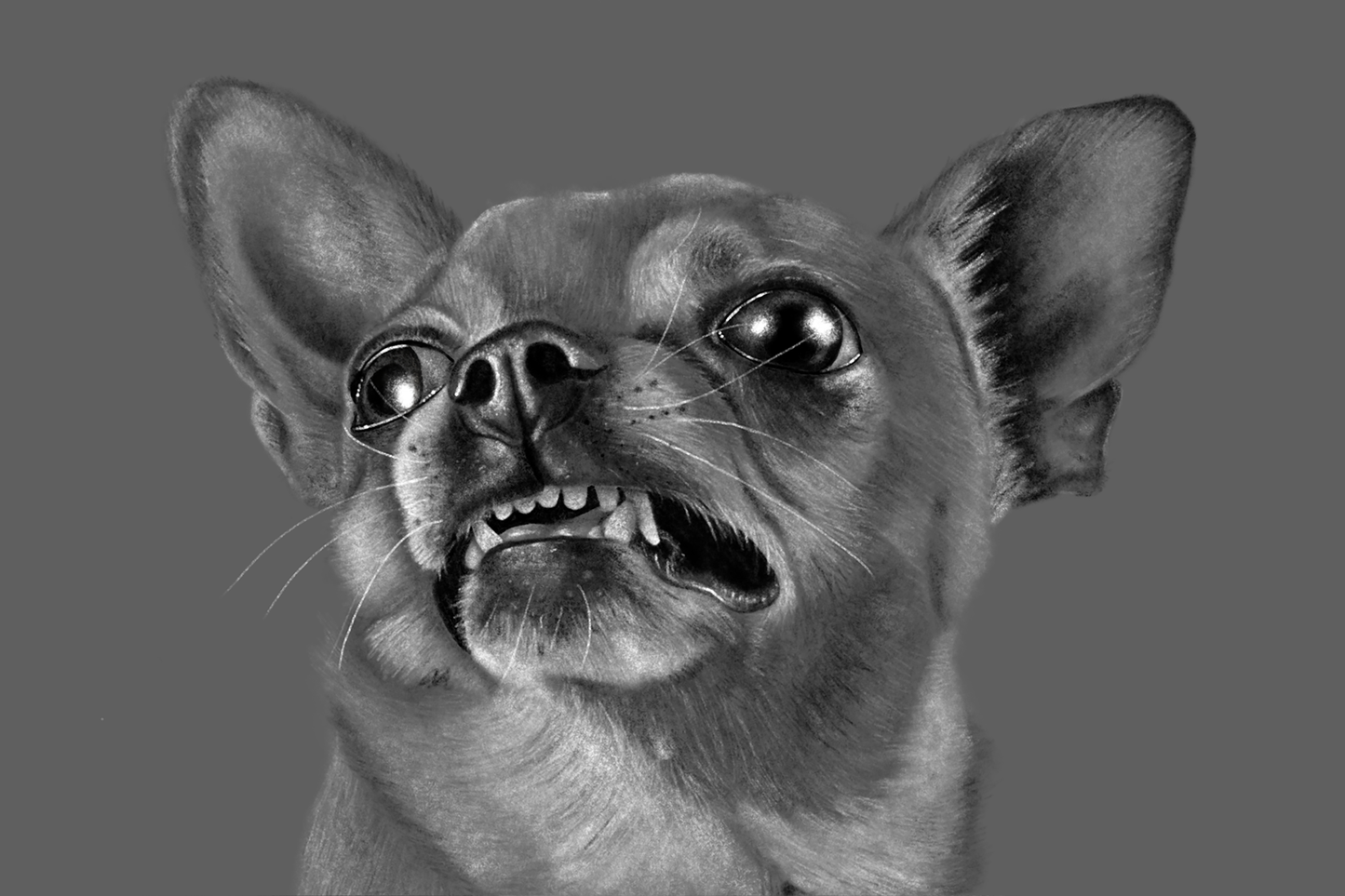 Standard Chihuahua Expression - Print